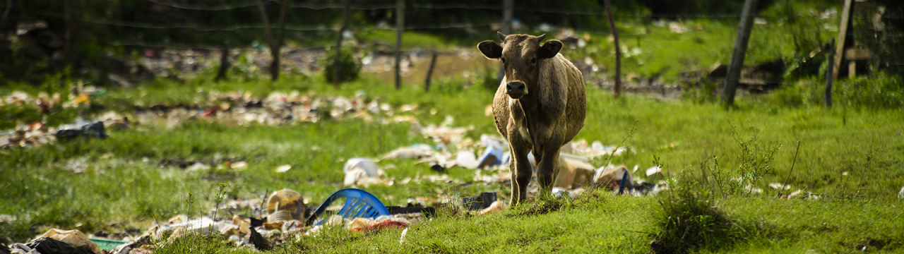 Más intolerancia alimentaria